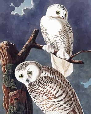 Snowy Owl Paint By Numbers
