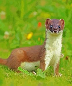 Brown Stoat Paint By Numbers