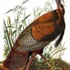 Wild Turkey Paint By Numbers
