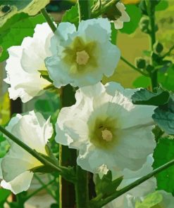 White Hollyhocks Paint By Numbers