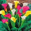 Colorful Arum Lily Paint By Numbers