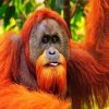 Aesthetic Orangutan Paint By Numbers