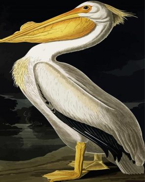 White Pelican Paint By Numbers