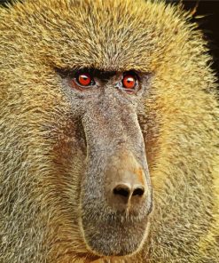 Baboon Monkey Paint By Numbers