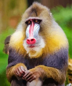 Monkey Baboon Paint By Numbers