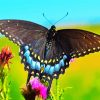 Black Butterfly Paint By Numbers