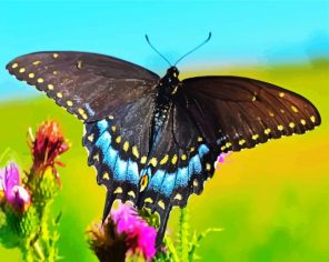Black Butterfly Paint By Numbers