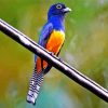 Blue Trogon Paint By Numbers