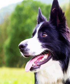Border Collie Paint By Numbers