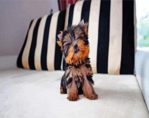 terrier Puppy Paint By Numbers