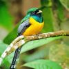 Colored Trogon Paint By Numbers