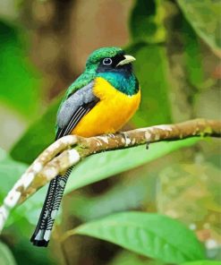Colored Trogon Paint By Numbers
