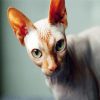 Sphynx Cat Paint By Numbers