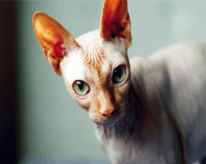 Sphynx Cat Paint By Numbers