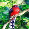 Red Trogon Paint By Numbers