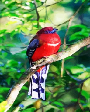 Red Trogon Paint By Numbers