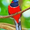 Trogon Bird Paint By Numbers