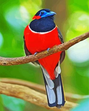 Trogon Bird Paint By Numbers