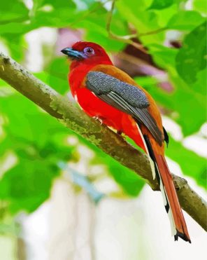 Red Trogon Bird Paint By Numbers