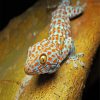 Tokay Reptile Paint By Numbers