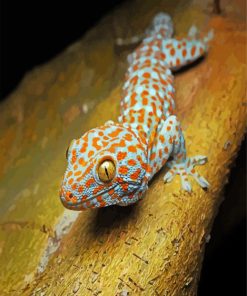 Tokay Reptile Paint By Numbers