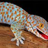 Tokay Gecko Paint By Numbers