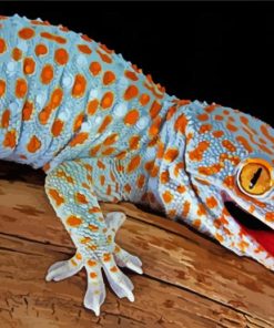 Tokay Gecko Paint By Numbers