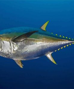 Tuna Fish Paint By Numbers