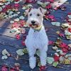 Fox Terrier Paint By Numbers
