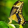 Swallowtail Butterfly Paint By Numbers