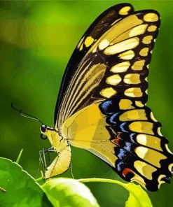 Swallowtail Butterfly Paint By Numbers