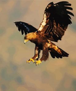 Flying Eagle Paint By Numbers