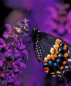 Black Swallowtail Paint By Numbers