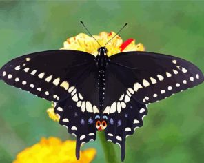 Aesthetic Swallowtail Paint By Numbers