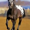 Black Appaloosa Paint By Numbers