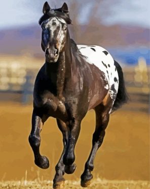 Black Appaloosa Paint By Numbers