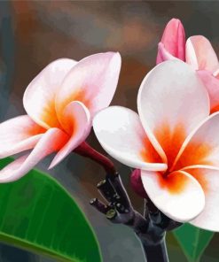 Plumeria Blossoms Paint By Numbers