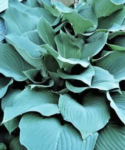 Angel Hosta Paint By Numbers
