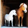 White And Brown Ponies Paint By Numbers