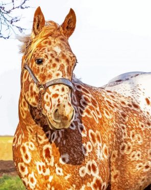 Aesthetic Appaloosa Paint By Numbers