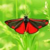 Cinnabar Butterfly Paint By Numbers