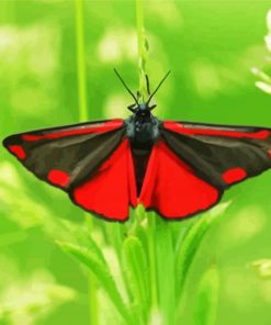 Cinnabar Butterfly Paint By Numbers