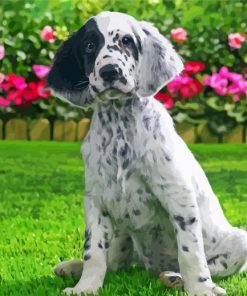 Aesthetic English Setter Paint By Numbers