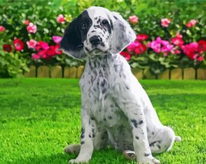 Aesthetic English Setter Paint By Numbers