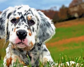 English Setter Puppy Paint By Numbers