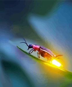 Firefly Insect Paint By Numbers