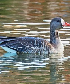 Fronted Goose Paint By Numbers