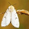 Gypsy Moth Paint By Numbers
