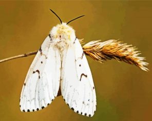 Gypsy Moth Paint By Numbers