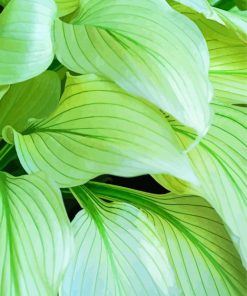 Aesthetic Hosta Leaves Paint By Numbers